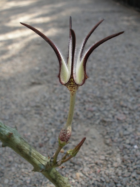 Файл:Ceropegia stapeliiformis 1.jpg