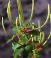 Peperomia polzii3.jpg