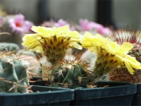 Acanthocalycium thionanthum