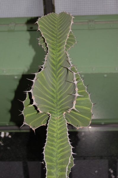 Файл:Euphorbia grandialata.jpg