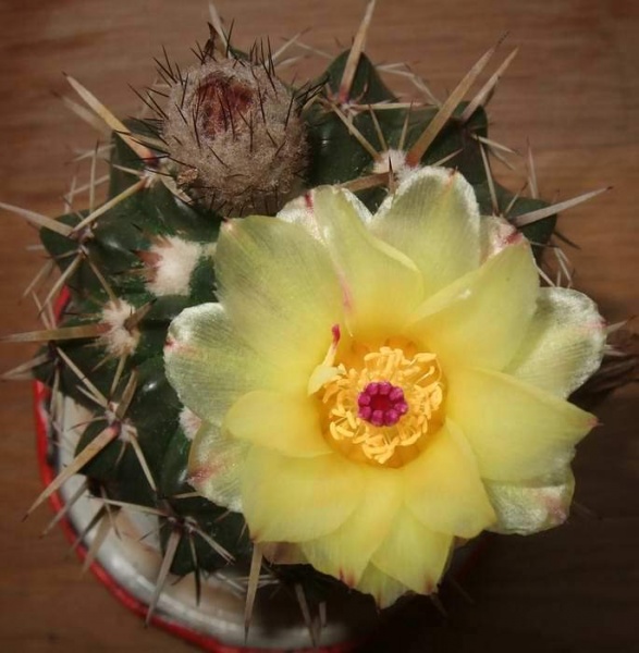 Файл:Notocactus submammulosus Matiko.jpg