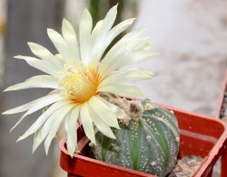 Astrophytum x CAPAS