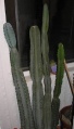 Cereus jamacaru Ru.jpg