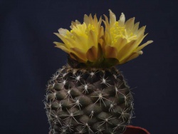 COPIAPOA humilis