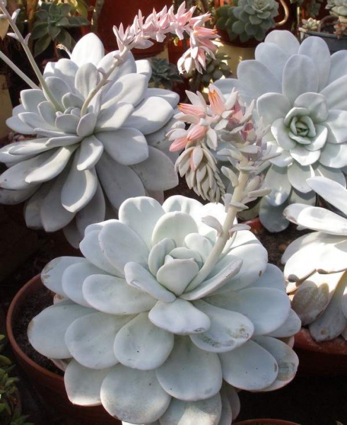Файл:Echeveria laui Botsad.jpg