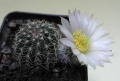 Echinocereus pulchellus v.sharpii.jpg