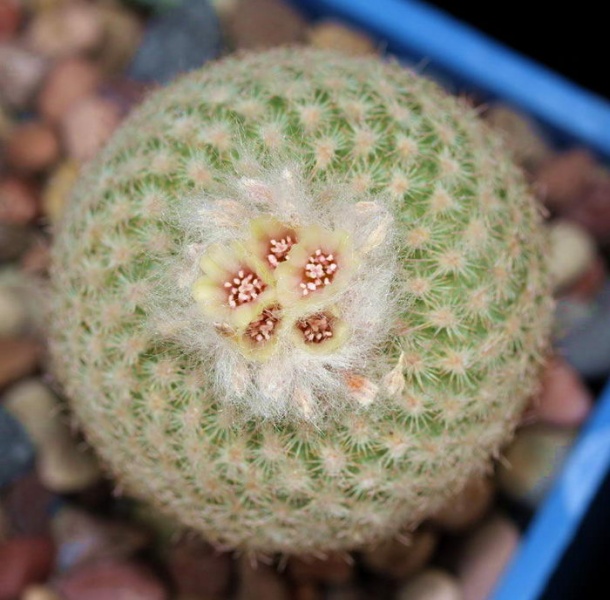 Файл:Epithelantha unguispina 891 Kolesn.jpg