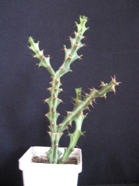 Файл:EUPHORBIA KNUTII.jpg