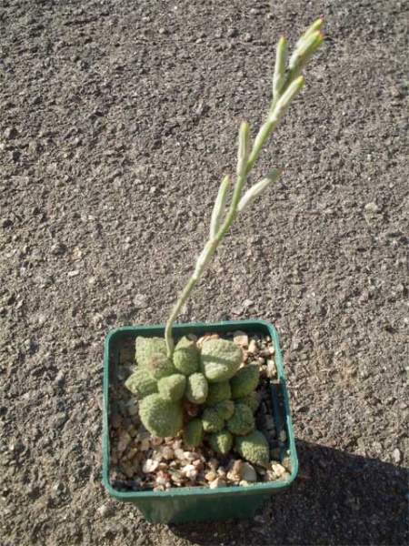 Файл:Adromischus marianae herri.jpg