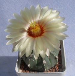 Astrophytum Х SenAs