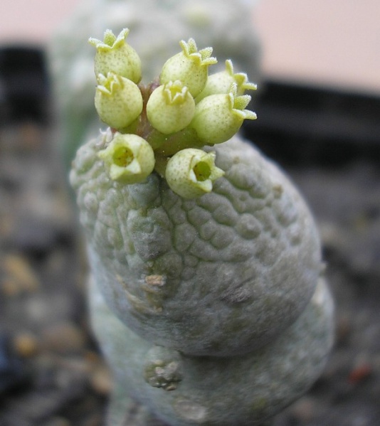 Файл:Pseudolitos caput-viperae 2.jpg