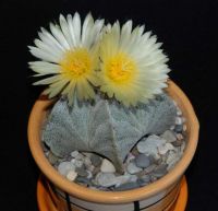 Astrophytum myriostigma Moksa.jpg