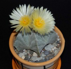 Astrophytum myriostigma