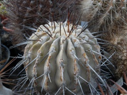 Copiapoa dealbata