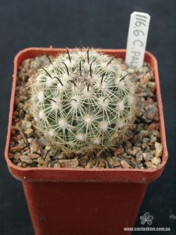 Coryphantha palmeri SB 1080