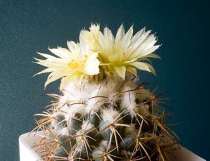 Coryphantha sp.