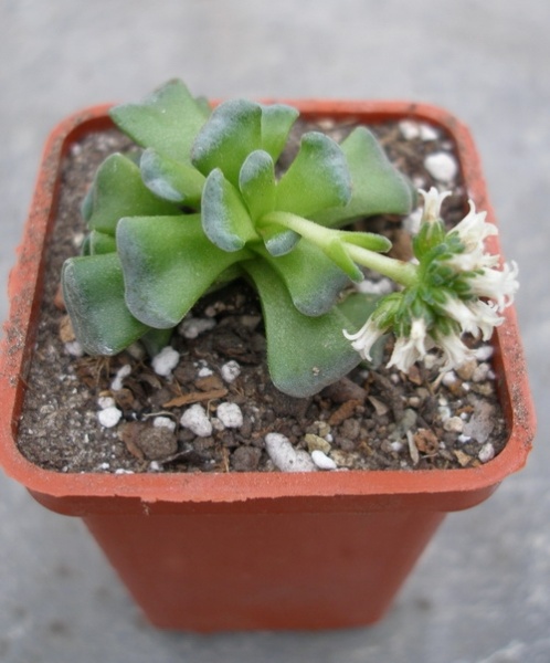 Файл:Crassula susannae.jpg