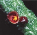 Echidnopsis-oviflora--2.jpg