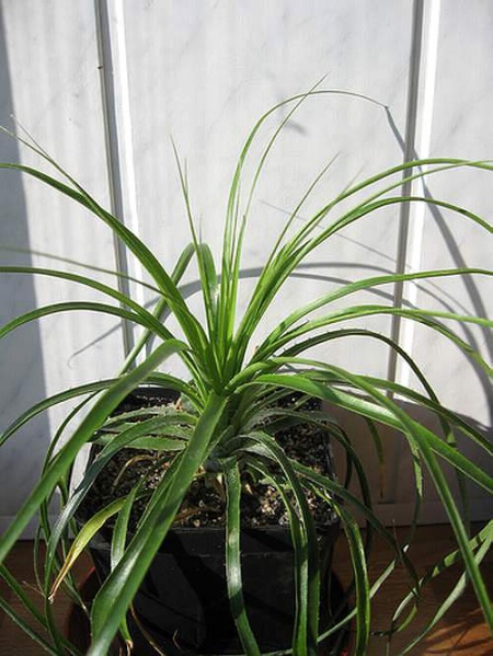 Файл:Puya mirabilis Goncharyuk.jpg