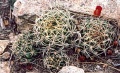 Sulcorebutia juckeri -1.jpg