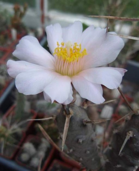 Файл:Tephrocactus articulatus 1Garbar.jpg