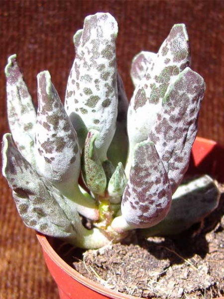 Файл:Adromischus cooperi.jpg
