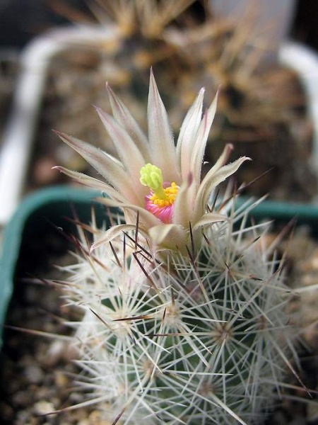 Файл:Escobaria duncanii Verzhba.jpg