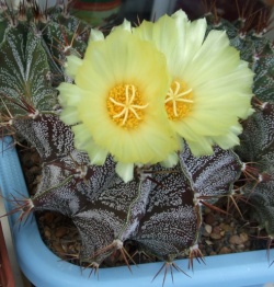 Astrophytum ornatum subv. glabrescens