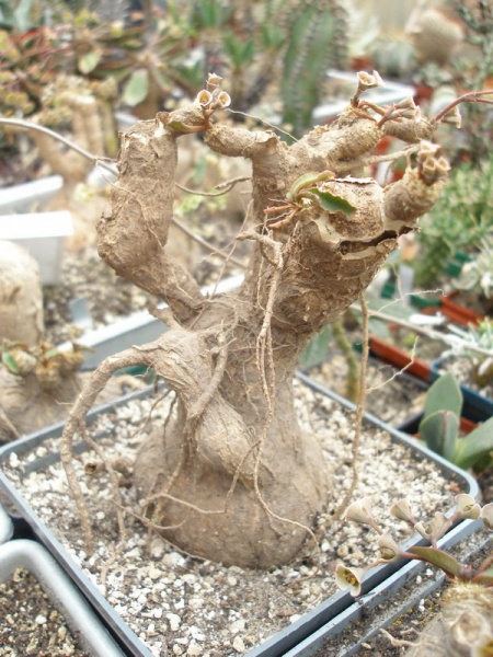 Файл:Euph. primulifolia begardii.jpg