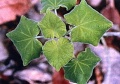 Uncarina ankaranensis-1.jpg