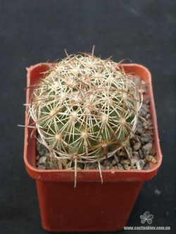 Coryphantha recurvata SB 719