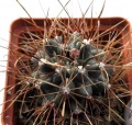 Ancistrocactus brevihamatus Ru.jpg