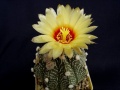 Astrophytum x capas Pech.jpg