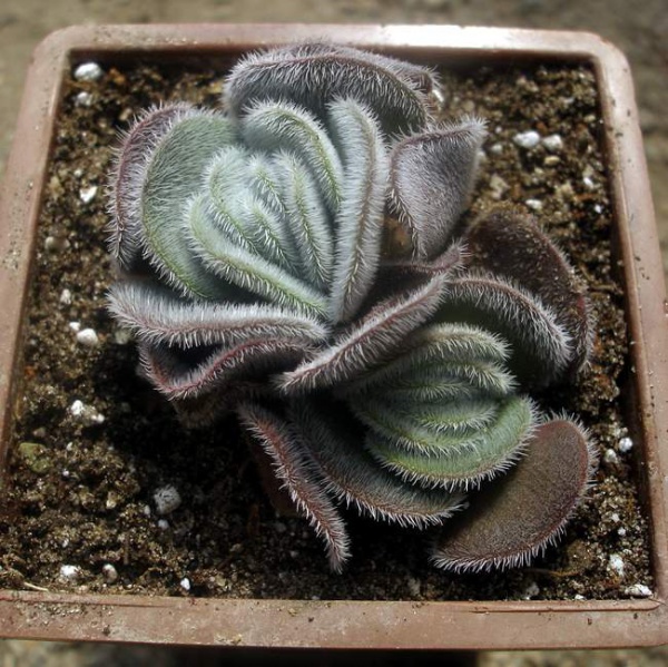Файл:Crassula tomentosa Iv.jpg