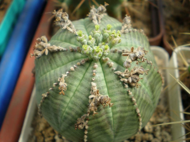 Файл:Euphorbia obesa Tit.jpg