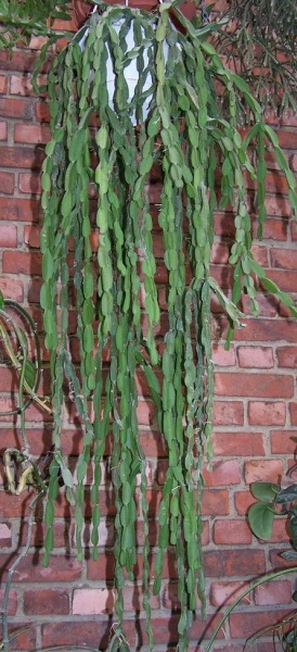 Файл:Lepismium paradoxum1.jpg