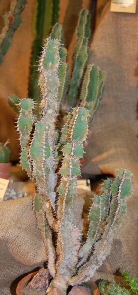 Файл:Euphorbia polyacantha Boiss..jpg