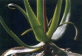 Aloe-saronarae.jpg