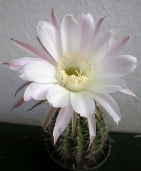 Файл:Echinopsis oxygona (multiplex).jpg