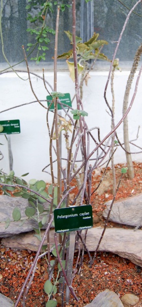 Файл:Pelargonium caylae.jpg