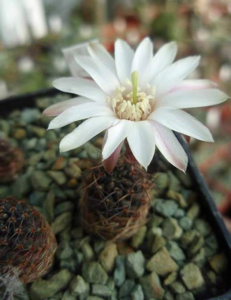 Файл:Reb leucanthema r305 garbar.jpg