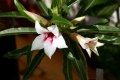 Adenium cv. 'Canary Bird (Peach)'.jpg