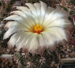 Coryphantha kracikii KKR 339