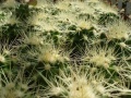 Echinocactus grusonii Iv.jpg