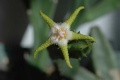 Stapelia flavopurpurea Bondarenko.jpg