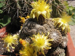 COPIAPOA laui