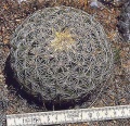 Coryphantha-recurvata-subsp.jpg