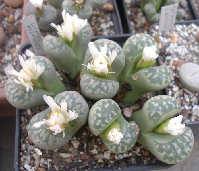 Файл:Lithops marmorata Iv.JPG