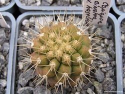 COPIAPOA haseltoniana