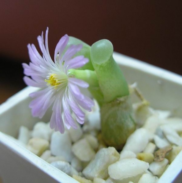 Файл:Conophytum littlewoodii.jpg